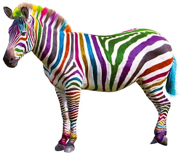 A Zebra with Multi-colored stripes is part of an unusual deal that just possibly would get a loan from Gulf Coast Small Business Lending